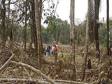 Cada año Bolivia pierde más de 270 mil hectáreas de bosque