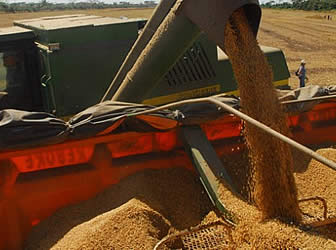 Producción agropecuaria en Santa Cruz consume energía eléctrica. 