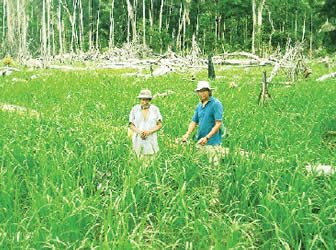 Producción de Arroz en Bolivia.