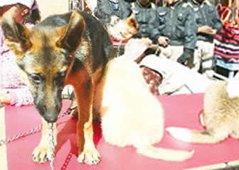 Caninos en El Alto.