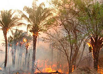 Santa Cruz en estado de emergencia ante incremento de focos de calor