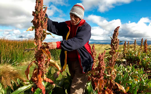 Plantaciones de la quinua real en el altiplano boliviano.