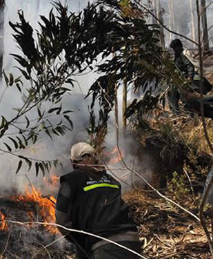 Santa Cruz reportó la pérdida de 1.500 hectáreas forestales en el municipio de Porongo