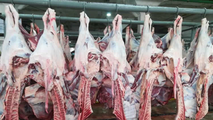 Feria de la carne en El Alto ofrecerá cortes de camélido, ovinos, bovinos y pescados a precio justo
