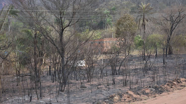 Roboré afectado por un incendio forestal de magnitud