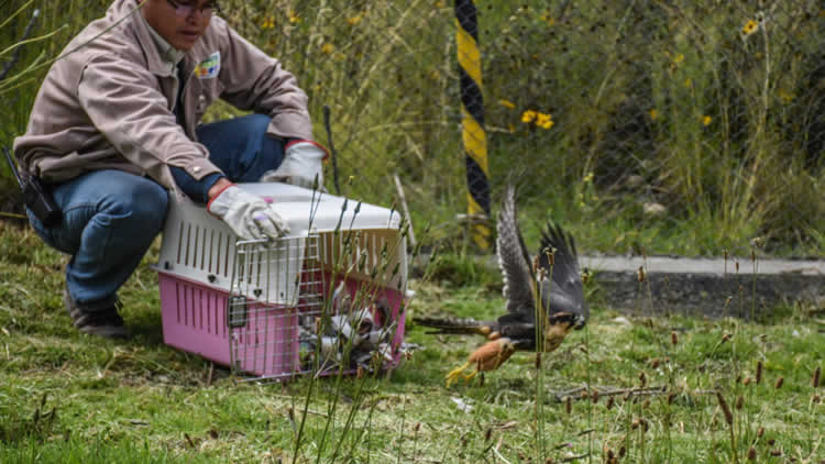 Un halcón retomó su vuelo tras rehabilitarse en el Zoológico Municipal