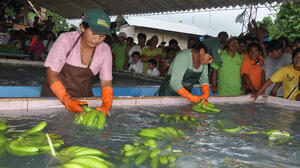 Bolivia incrementa exportación de banano a Argentina