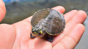 Anuncian la liberación de tortugas bebés en Trinidad Beni