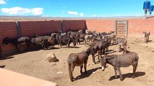 Encuentran matadero clandestino de burros en la comunidad de Culli Culli