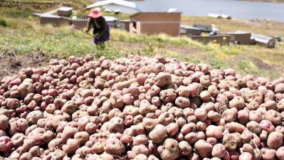 Tras temporada intensa de lluvia hay sobreproducción de papa en Tiahuanaco