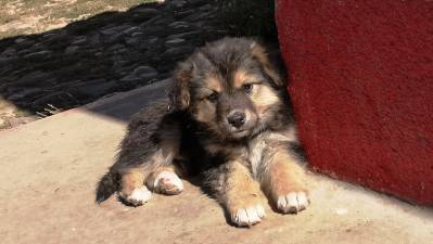 Cachorros rescatados buscan una segunda oportunidad y un hogar en campaña de adopción en Ciudad Satélite